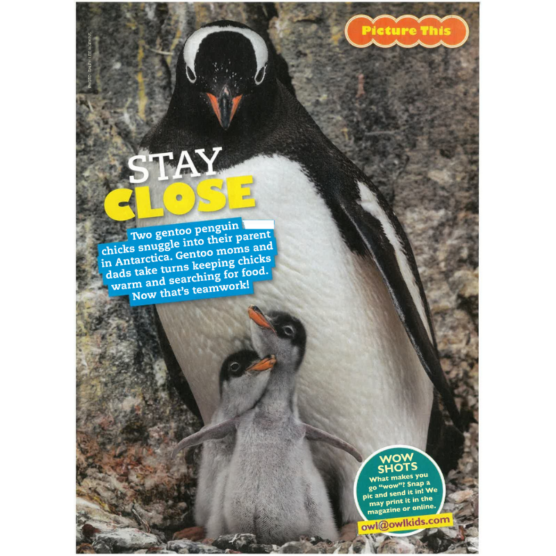 OWL: Ages 9-14 (8 issues) - Image 4